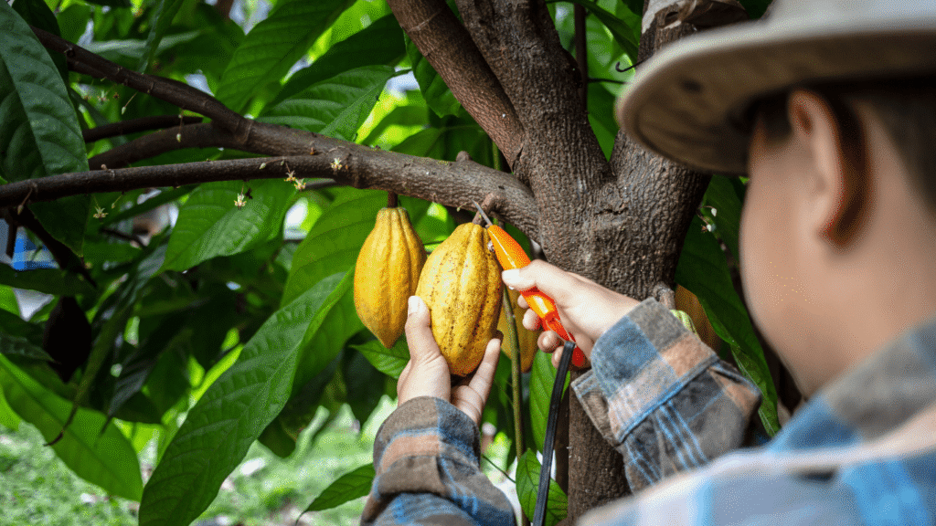 The Importance of Sustainable Cocoa Farming for the Future of the Global Industry