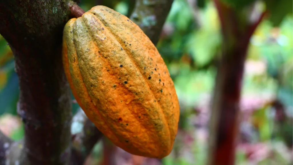 Cocoa Sustainability: Building an Environmentally Friendly Cocoa Industry