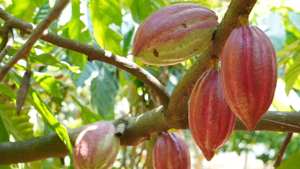 The Rising Demand for Cocoa Products in the Asian Market