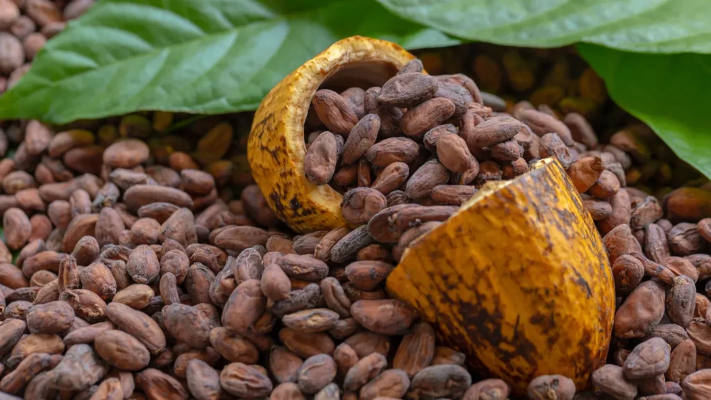 The Process of Producing High-Quality Cocoa Powder in Indonesia