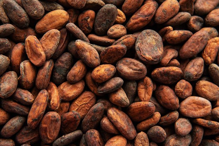 export cocoa powder